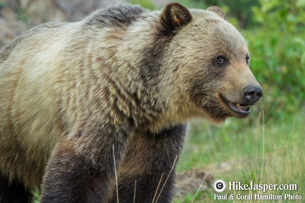 Grizzly Bear encounter in Jasper, Alberta - Hiking  2018