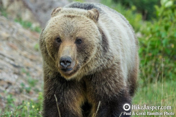 Grizzly Bear encounter in Jasper, Alberta - Hiking  2018