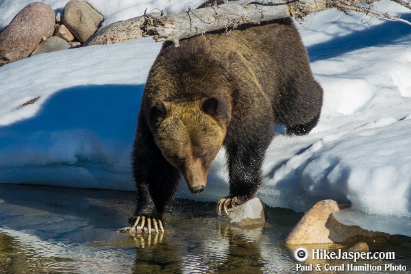 Grizzly Bear encounter in Jasper, Alberta - Hiking  2018