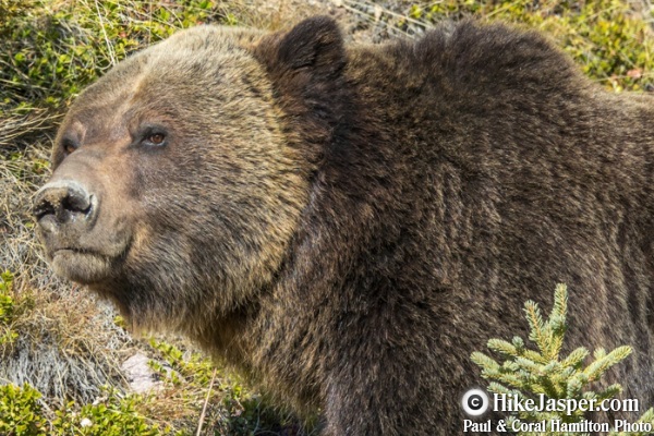 Grizzly Bear Photo in Jasper, Alberta - Hiking  2018