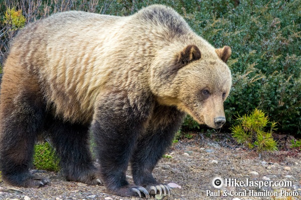 Grizzly Bear in Jasper, Alberta  33