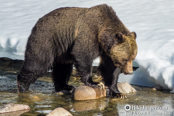 Grizzly Bear encounter in Jasper, Alberta - Hiking  2018