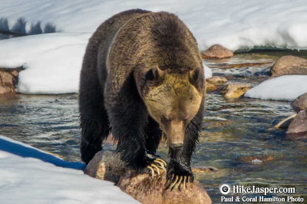 Grizzly Bear encounter in Jasper, Alberta - Hiking  2018