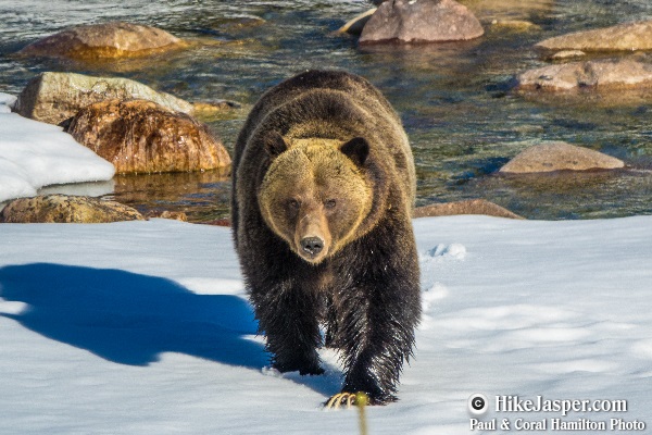 Grizzly Bear encounter in Jasper, Alberta - Hiking  2018