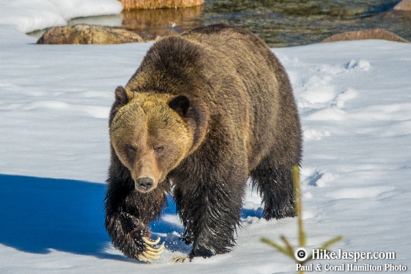 Grizzly Bear encounter in Jasper, Alberta - Hiking  2018