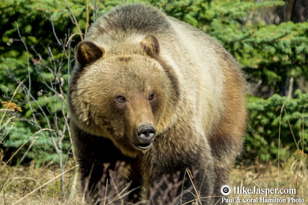 Grizzly Bear encounter in Jasper, Alberta - Hiking  2018