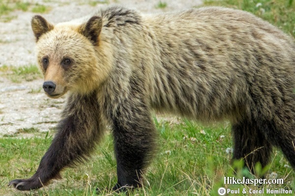 Subadult Grizzly Bear in Jasper, Alberta - Hiking  2018