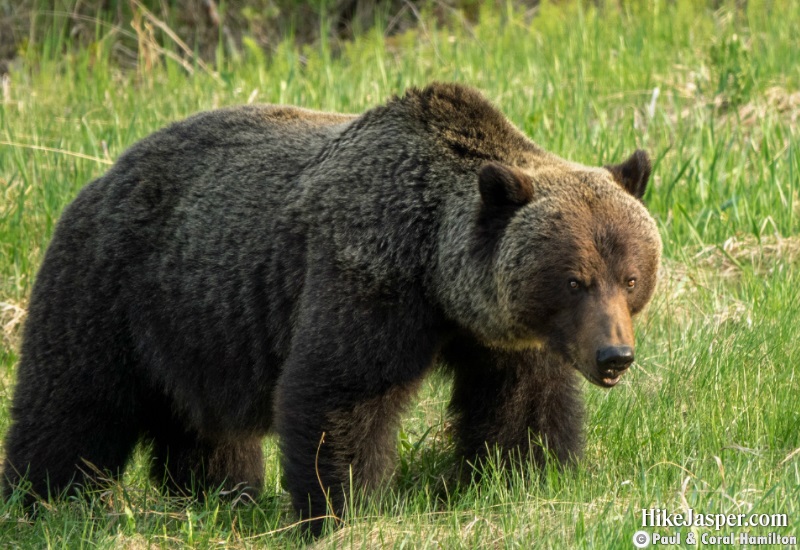 Big Male Grizzly in Jasper, Alberta - Hiking  2019