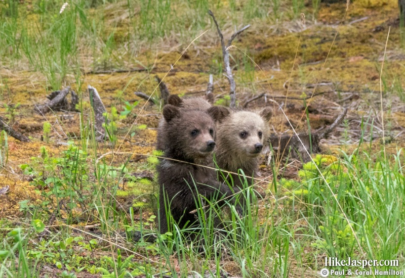 Grizzly Bear Cubs of the Year 3 in Jasper, Alberta - Hiking  2019