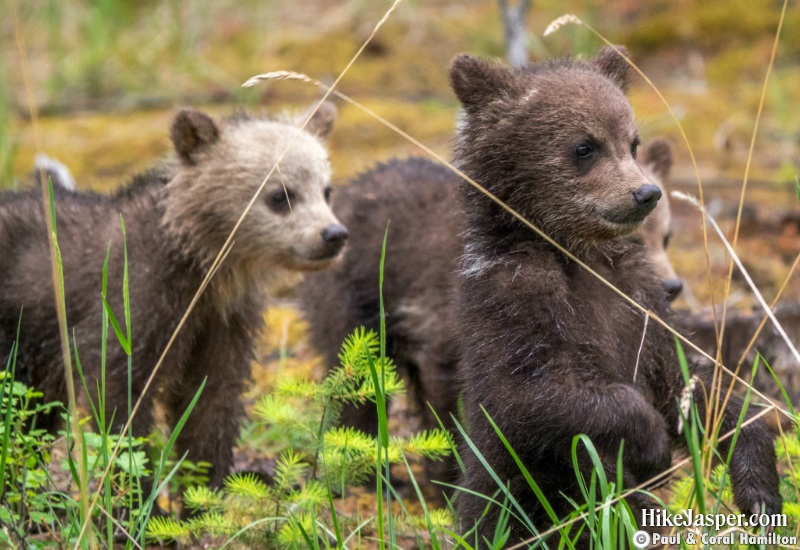 Grizzly Cubs of the Year 4 in Jasper, Alberta - Hiking  2019