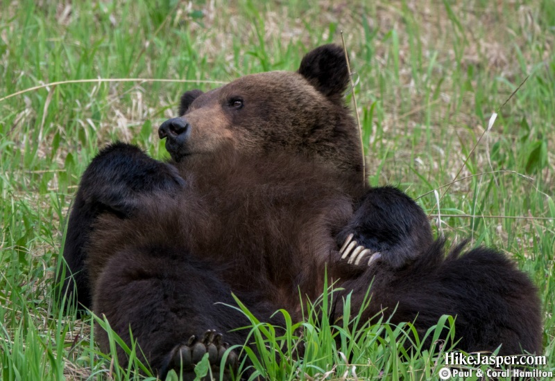 Grizzly Mating Pair 3 in Jasper, Alberta - Hiking  2019