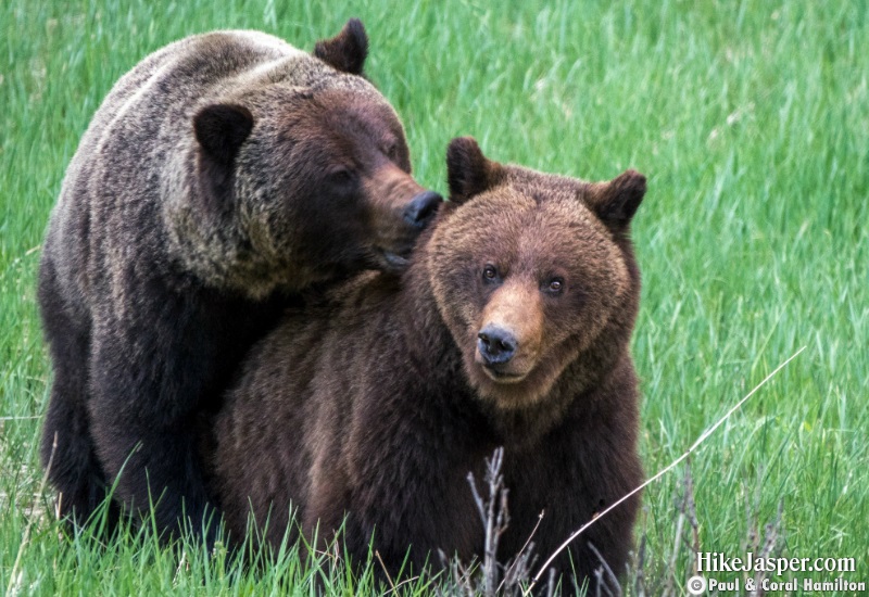 Grizzly Mating Pair 6 in Jasper, Alberta - Hiking  2019