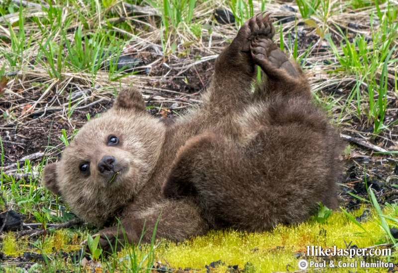 Cute Grizzly Cub of the Year in Jasper, Alberta - Hiking 2020