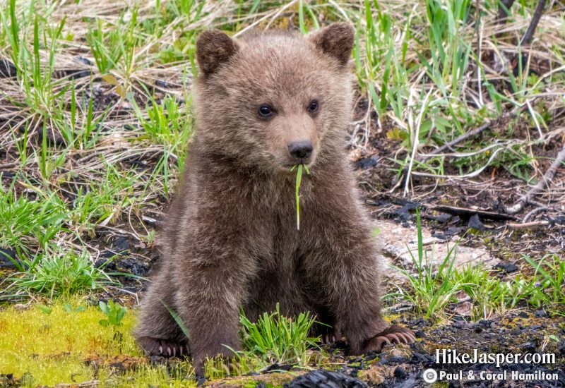 Cute Grizzly Cub of the Year in Jasper, Alberta - Hiking 2020