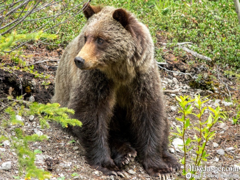 Grizzly Adolescent Now Just on it's Own in Jasper, Alberta - Hiking 2020