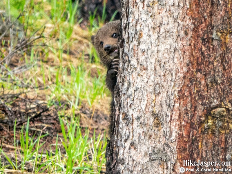 Grizzly Bear Cub of the Year Climbing in Jasper, Alberta - Hiking 2020