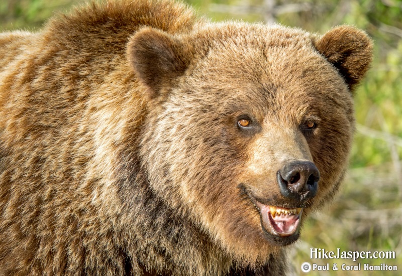 Large Grizzly Bear in Jasper, Alberta - Hiking 2020