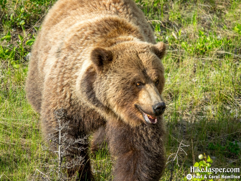 Large Grizzly Bear in Jasper, Alberta - Hiking 2020