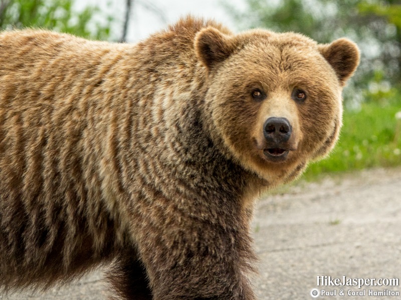 Large Grizzly Bear in Jasper, Alberta - Hiking 2020