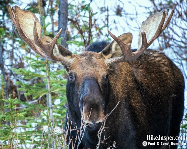 Moose Bull in Jasper, Alberta - Hike Jasper