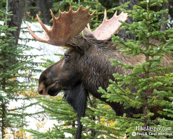 Moose Bull in Jasper, Alberta - Hike Jasper