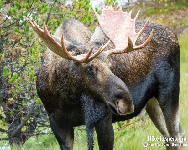 Moose Bull in Jasper, Alberta - Hike Jasper