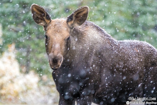 Moose Calf in Jasper, Alberta - Hike Jasper