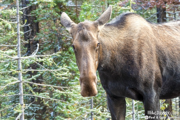 Moose Cow in Jasper, Alberta - Hike Jasper