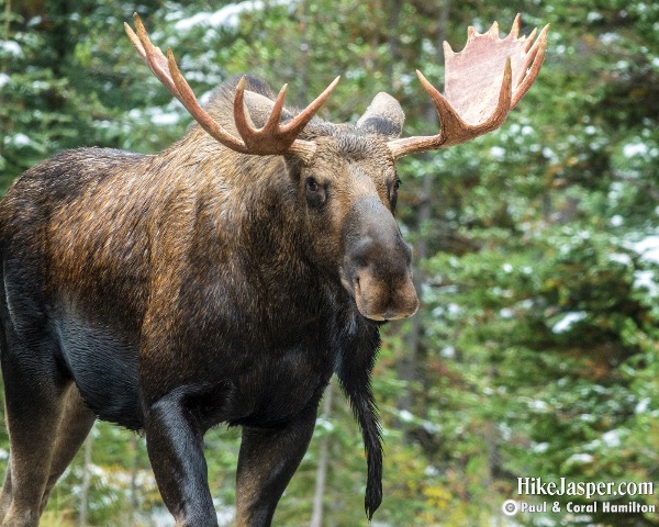 Moose Bull in Jasper, Alberta - Hike Jasper