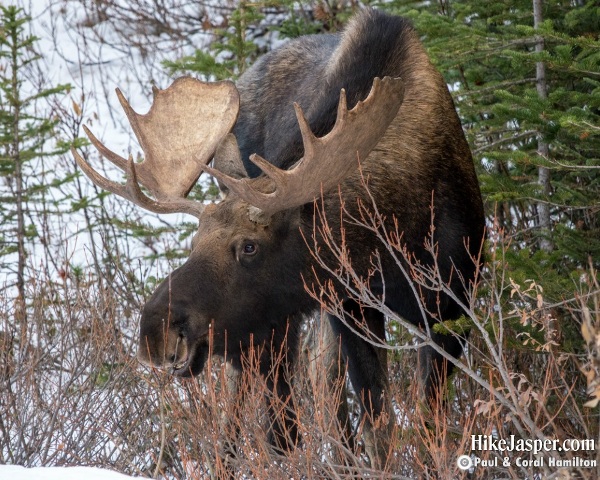 Moose Bull in Jasper, Alberta - Hike Jasper