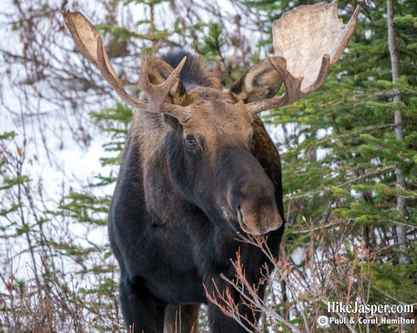 Moose Bull in Jasper, Alberta - Hike Jasper