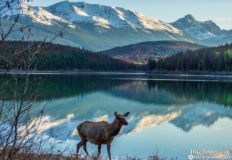 Photo Spots in Jasper National Park - Patricia Lake