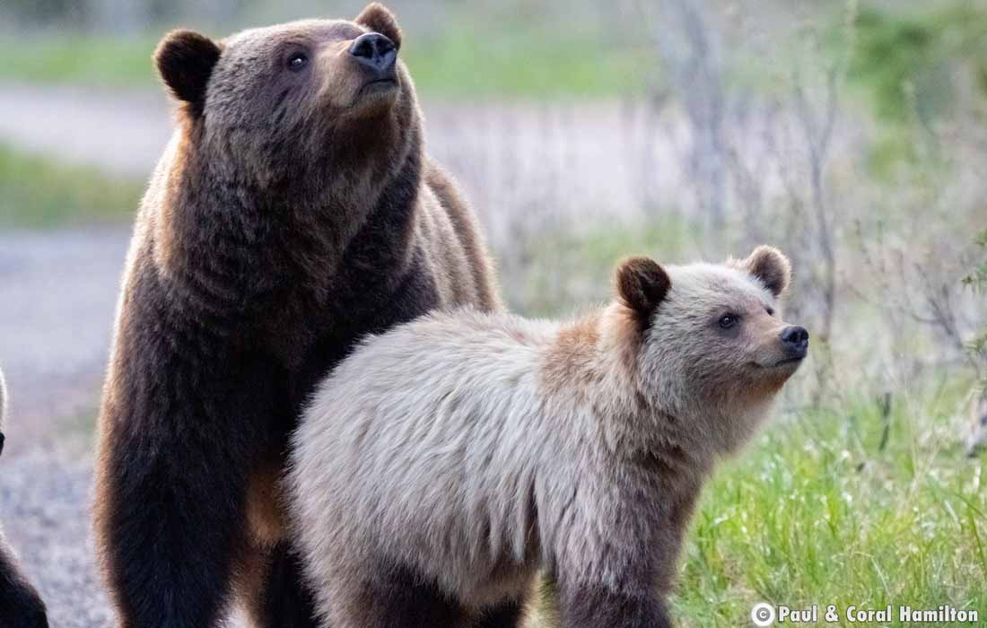 Grizzly Bear Mother with yearling Cub in Jasper, Alberta - Hiking 2021