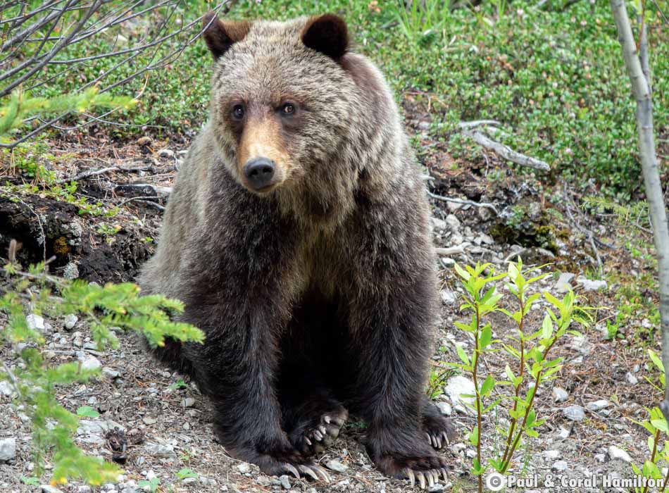 Grizzly Bear Cub just after weaning from it's mother in Jasper, Alberta - Hiking 2021