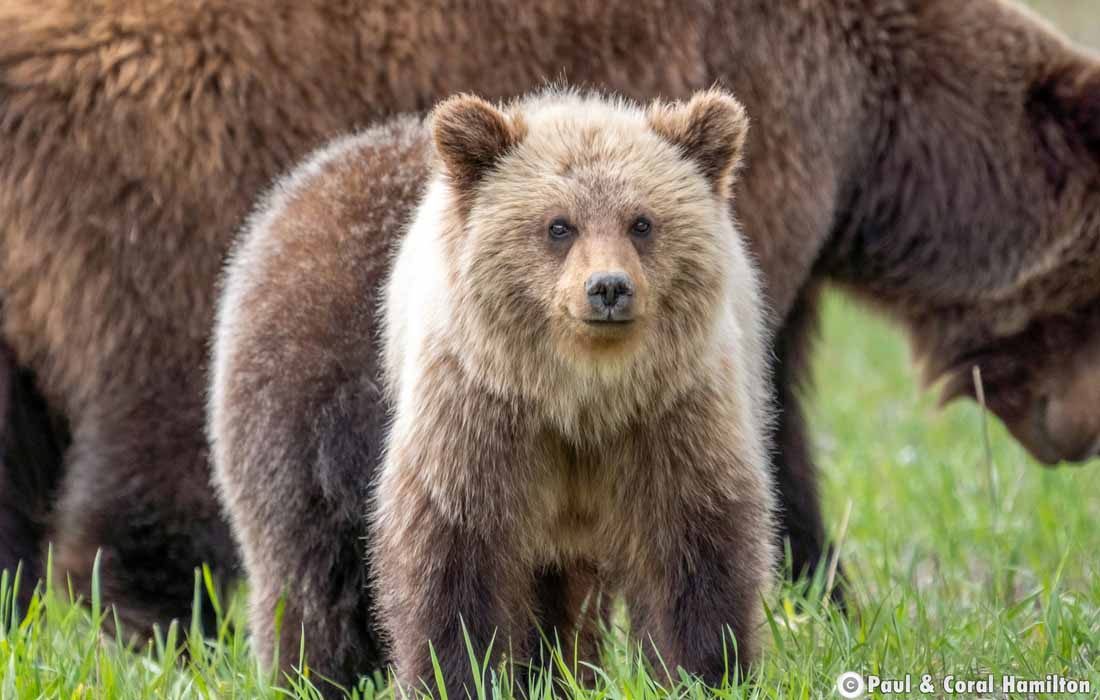 Grizzly Bear Mother with yearling Cubs in Jasper, Alberta - Hiking 2020