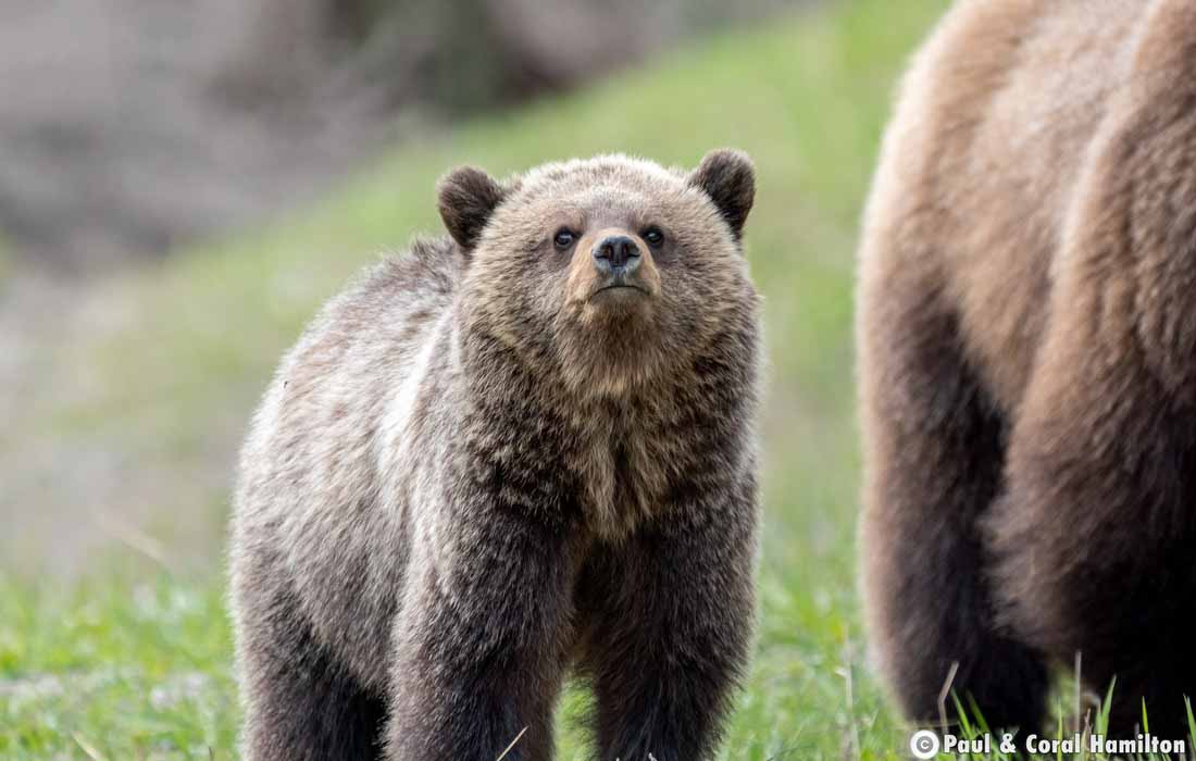 Grizzly Bear yearling Cub in Jasper, Alberta - Hiking 2021
