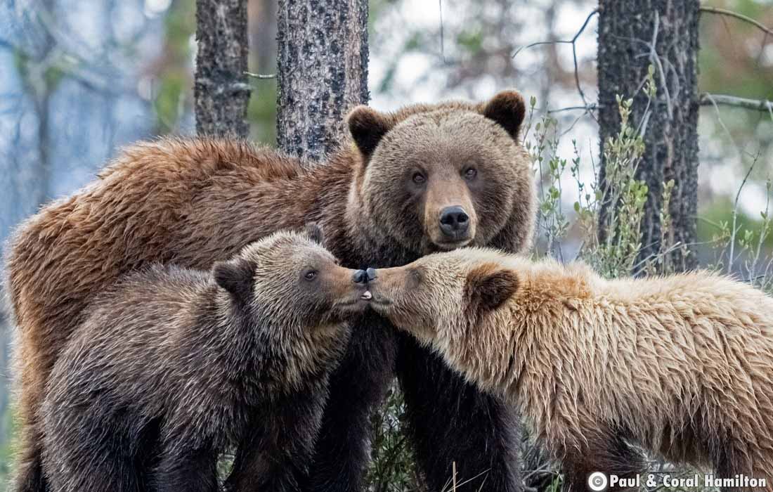 Grizzly Bear family just after crossing the Athabasca river in Jasper, Alberta - Hiking 2021