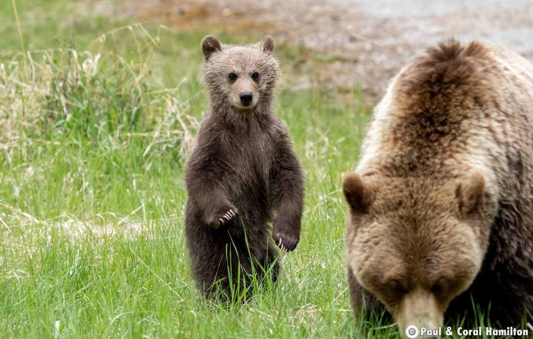 Cute Newborn Grizzly Bear Cub standing in Jasper, Alberta - Hiking 2020