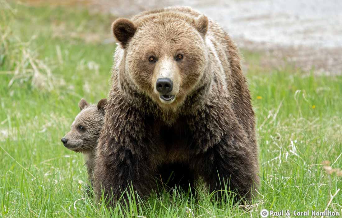 Grizzly Bear Mother with Cub of the Year in Jasper, Alberta - Hiking 2021