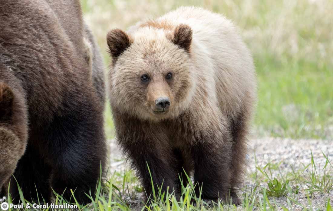 Grizzly Bear yearling in Jasper, Alberta - Hiking 2021
