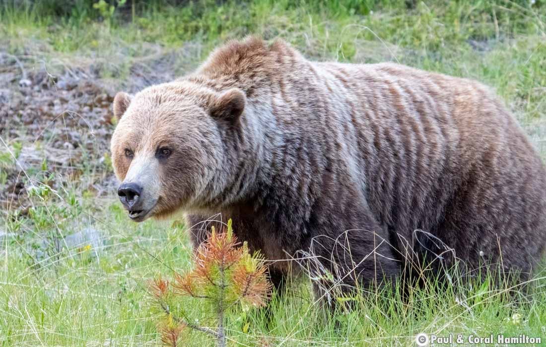 Big Grizzly Bear Sow in Jasper, Alberta - Hiking 2021