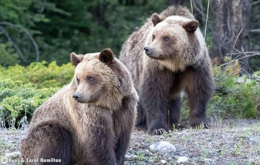 Two of 3 Grizzly Bear Cubs in a family in Jasper, Alberta - Hiking 2021