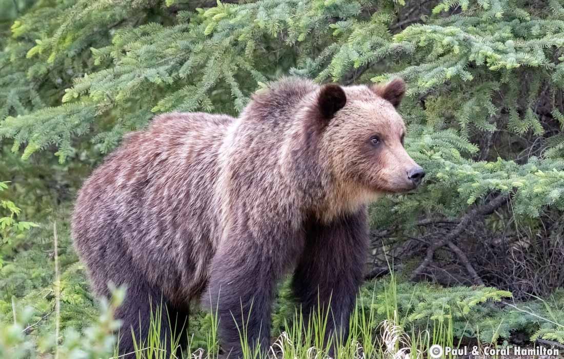 Two and a half year old Grizzly Bear Cub in Jasper, Alberta - Hiking 2021