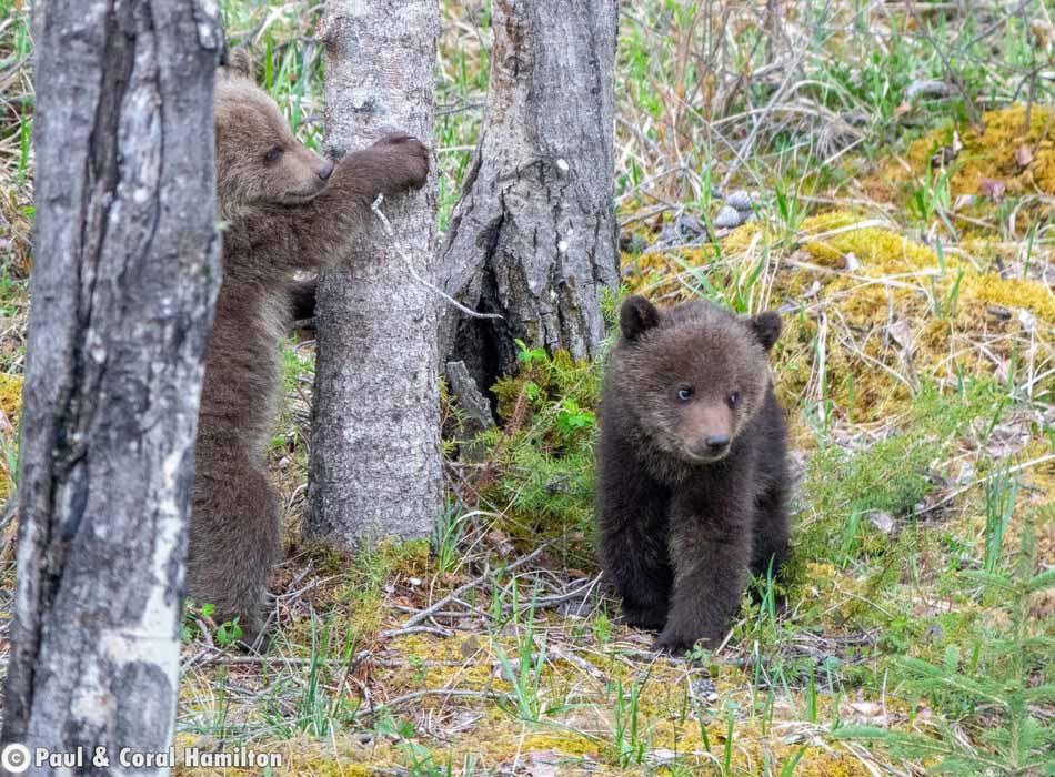 Grizzly Bear Newborn Cubs in Jasper, Alberta - Hiking 2021