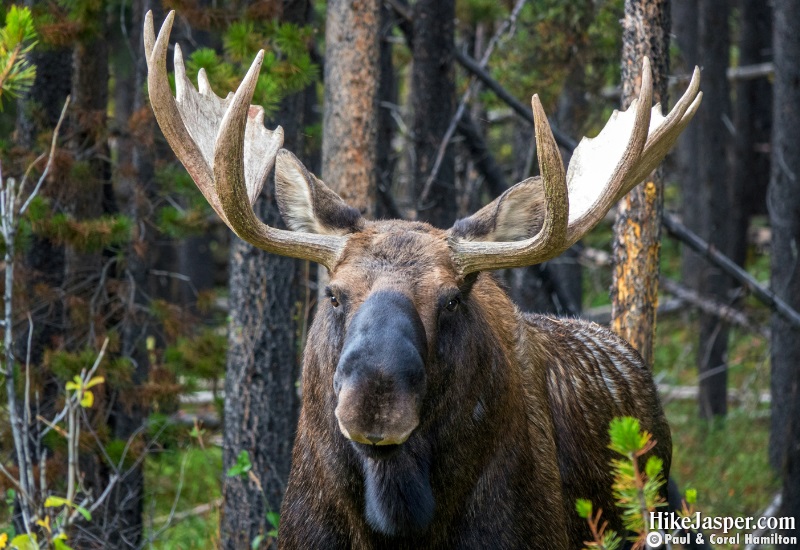 here Jasper, Alberta - Hike Jasper