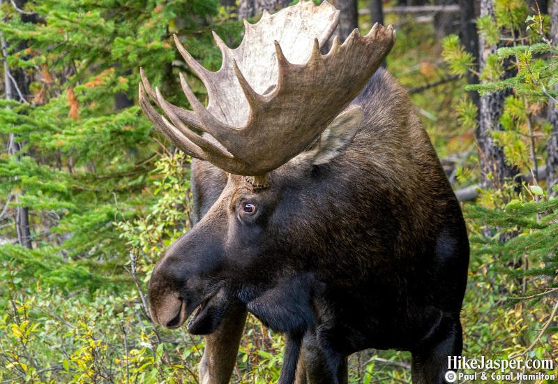 Moose Bull 6 in Jasper National Park Hike 2019, Alberta