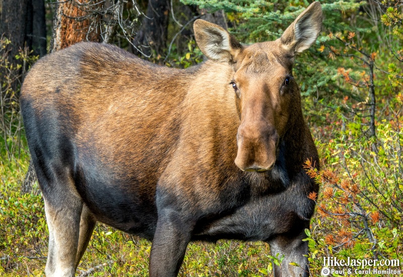 Moose Cow in Jasper National Park Hike 2019, Alberta - Hike Jasper