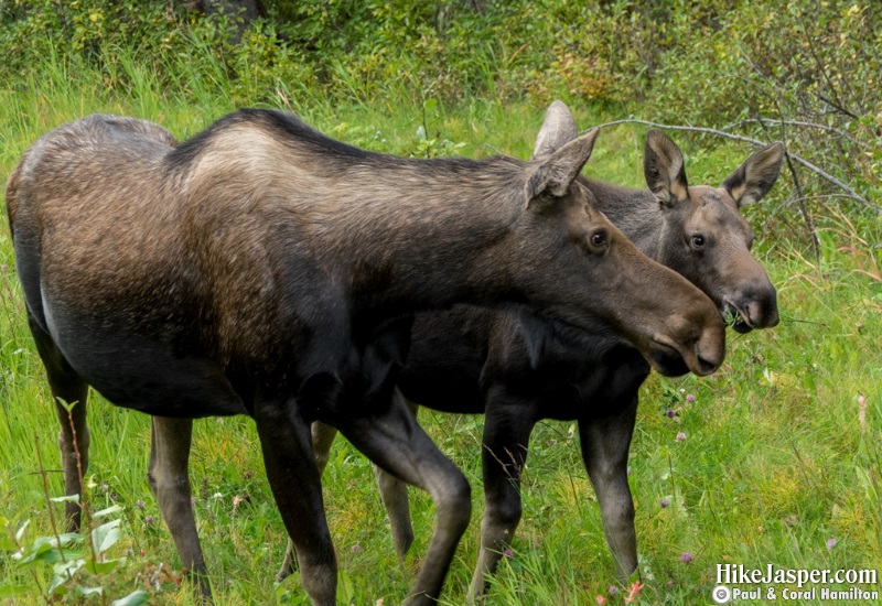 Moose Cow and Calf in Jasper National Park, Alberta - Hike Jasper