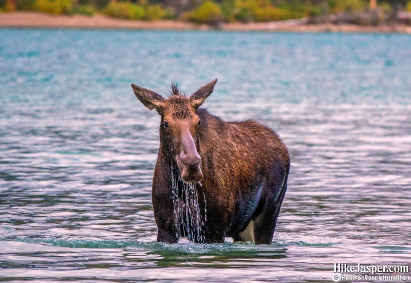 Moose Cow in Maligne Lake Jasper, Alberta - Hike Jasper