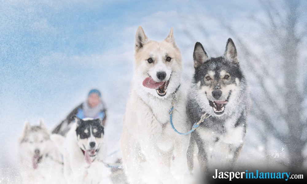 Jasper Dog Sledding in January